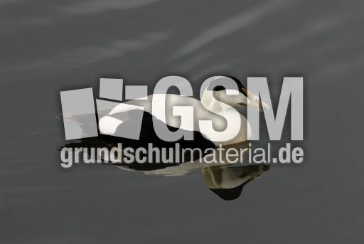 Eiderente (3 von 12).jpg